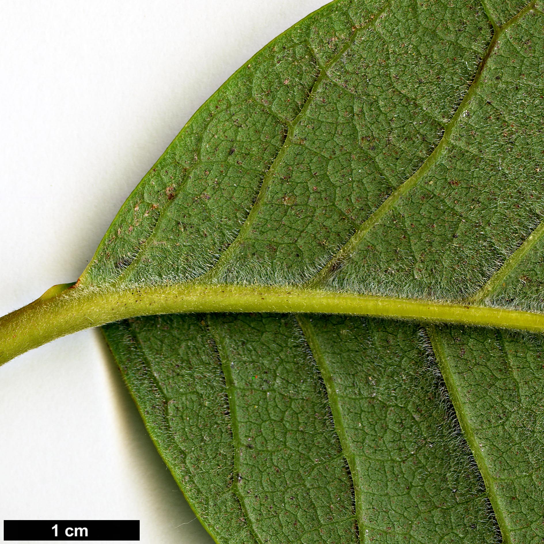 High resolution image: Family: Magnoliaceae - Genus: Magnolia - Taxon: sargentiana - SpeciesSub: var. robusta